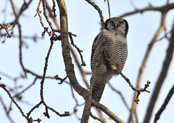 SPERBEREULE, HAWK OWL, SURNIA ULULA