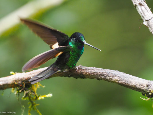 FAHLFLÜGEL-ANDENKOLIBRI, BUFF-WINGED STARFRONTLET - COELIGENA LUTETIAE