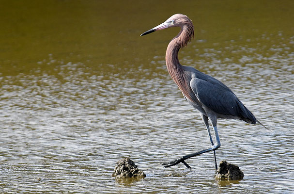 RÖTELREIHER, REDDISH EGRET, EGRETTA RUFESCENS