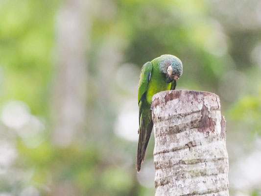 Braunkopfsittich, Dusky-headed Parakeet - Aratinga weddellii
