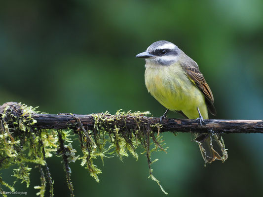 ANDENMASKENTYRANN, GOLDEN-CROWNED FLYCATCHER - MYIODYNASTES CHRYSOCEPHALUS