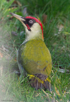 GRÜNSPECHT, GREEN WOODPECKER, PICUS VIRIDIS