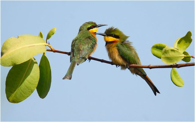 ZWERGSPINT, LITTLE BEE-EATER, MEROPS PUSILLU