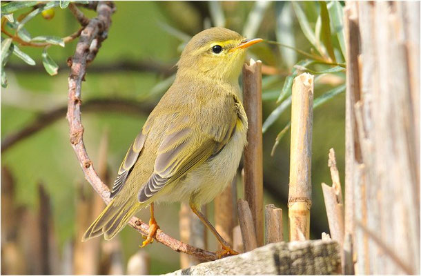 FITIS,  WILLOW WARBLER, PHYLLOSCOPUS TROCHILUS