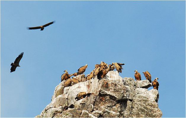 GÄNSEGEIER, GRIFFON VULTURE, GYPS FULVUS