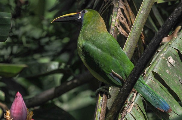 LAUCHARASSARI, EMERALD TOUCANET, AULACORHYNCHUS PRASINUS