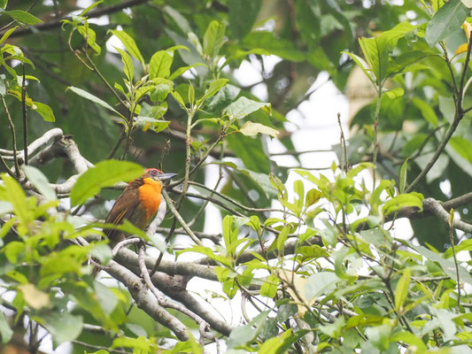 Olivrückenbartvogel, Scarlet-crowned Barbet - Capito aurovirens