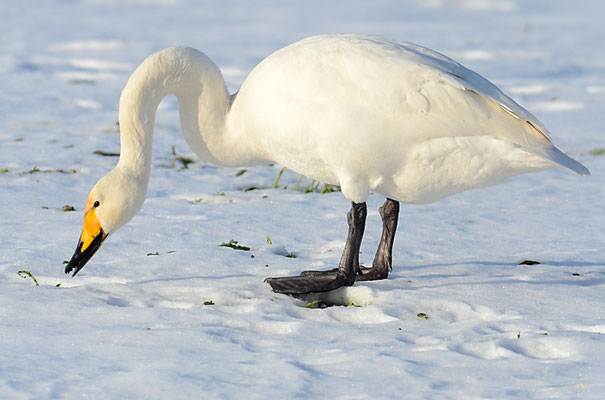 SINGSCHWAN, WHOOPER SWAN, CYGNUS CYGNUS