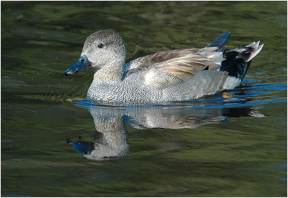 SCHNATTERENTE, GADWALL, ANAS STREPERA