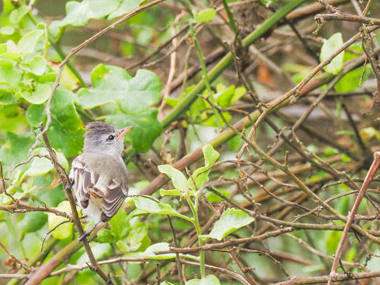 Haubenkleintyrann, Southern Beardless Tyrannulet - camptostoma obsoletum