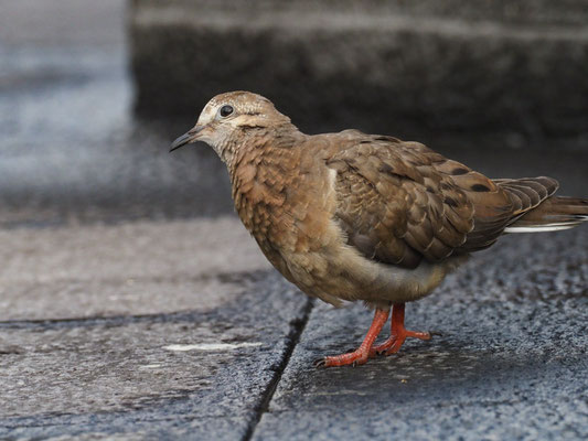 OHRFLECKTAUBE, EARED DOVE - ZENAIDA AURICULATA