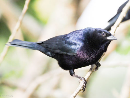 GLANZKUHSTÄRLING, SHINY COWBIRD - MOLOTHRUS BONARIENSIS
