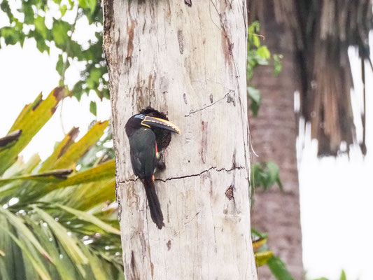 Braunohrarassari, Chestnut-eared Aracari - Pteroglossus castanotis