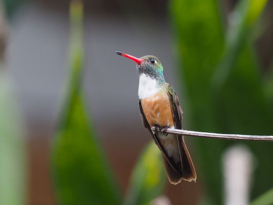 Rostbauchamazilie, Amazilia Hummingbird - Amazilia amazilia