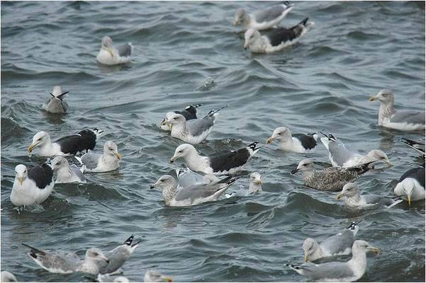 MANTELMÖWE, GREAT BLACK-BACKED GULL, LARUS MARINUS