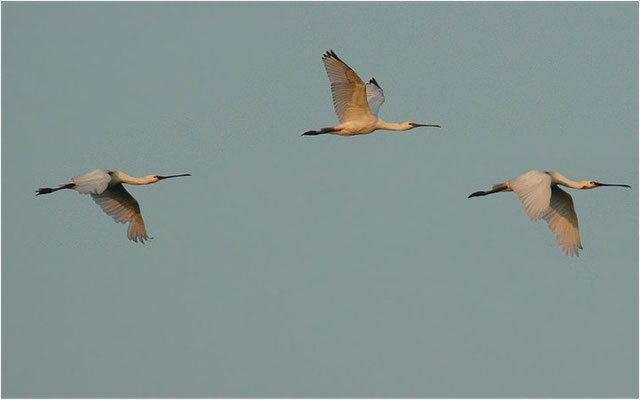 LÖFFLER, SPOONBILL, PLATALEA LEUCORODIA