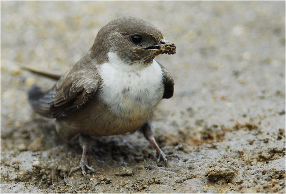 FELSENSCHWALBE, CRAG MARTIN,  PTYONOPROGNE RUPESTRIS