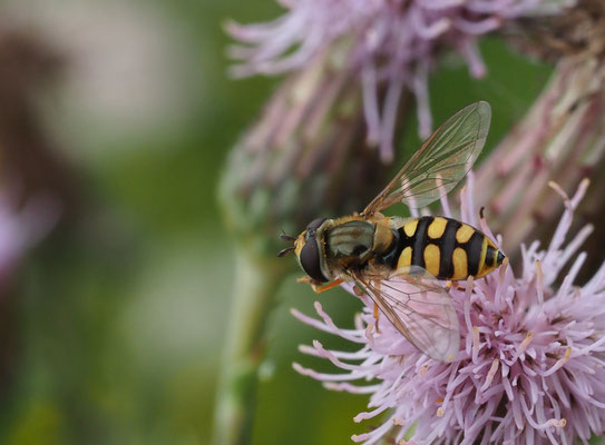 Gemeine Feldschwebfliege, Metasyrphus corollae