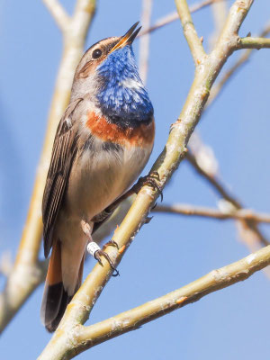 Blaukehlchen, bluethroat, luscinia svecica 