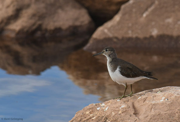FLUSSUFERLÄUFER, COMMON SANDPIPER, ACTITIS HYPOLEUCUS