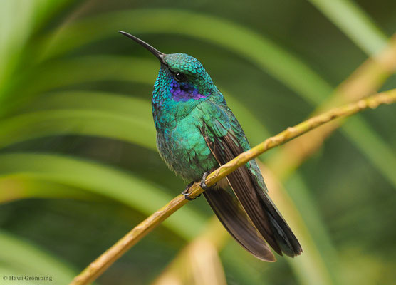 KLEINER VEILCHENOHRKOLIBRI, GREEN VIOLET-EAR, COLIBRI THALASSINUS