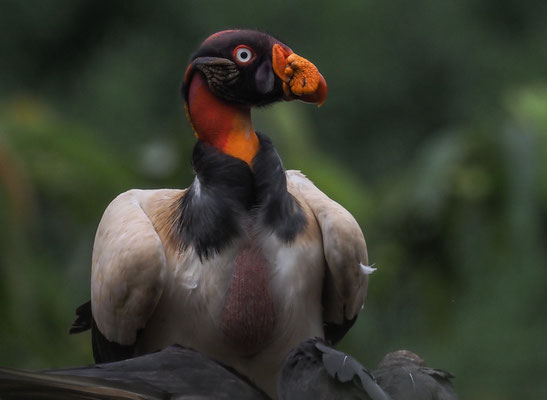 KÖNIGSGEIER, KING VULTURE, SARCORAMPHUS PAPA