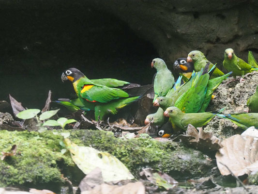 Goldwangenpapagei, Orange-cheeked parrot - Pyrilla barrabandi
