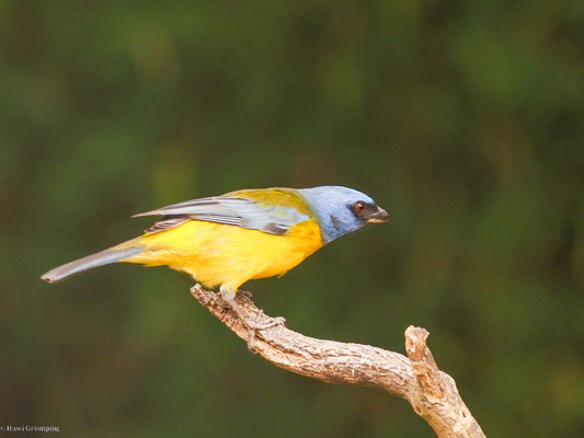 Schwarzstirntangare, Blue-and-yellow Tanager - Pipraeidea bonariensis