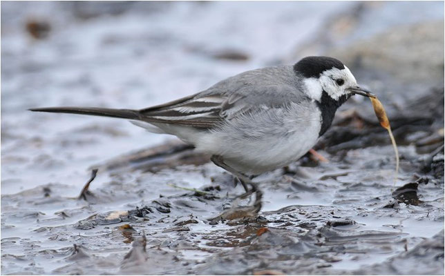 BACHSTELZE, WHITE WAGTAIL, MOTACILLA ALBA