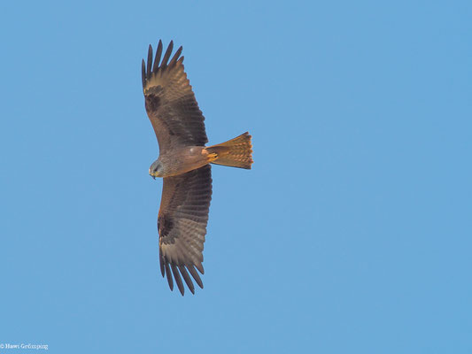 SCHWARZMILAN, BLACK KITE, MILVUS MIGRANS