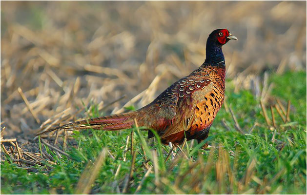 FASAN, COMMON PHEASANT, PHASIANUS COLCHICUS