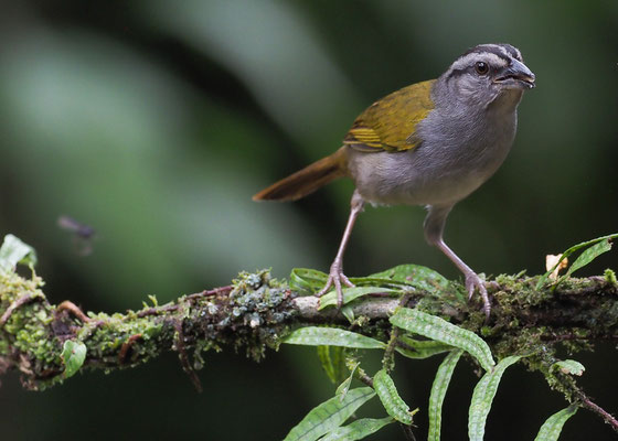 PANAMAAMMER, BLACK-STRIPED SPARROW, ARREMONOPS CONIROSTRIS