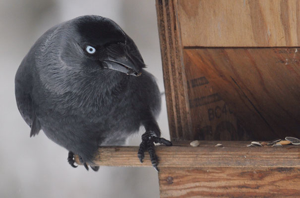 DOHLE, JACKDAW, CORVUS MONEDULA 