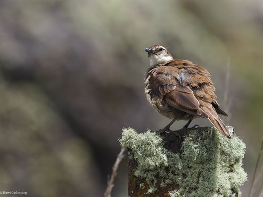 SCHUPPENBRUST-UFERWIPPER, STOUT-BILLED CINCLODES - CINCLODES EXCELSIOR