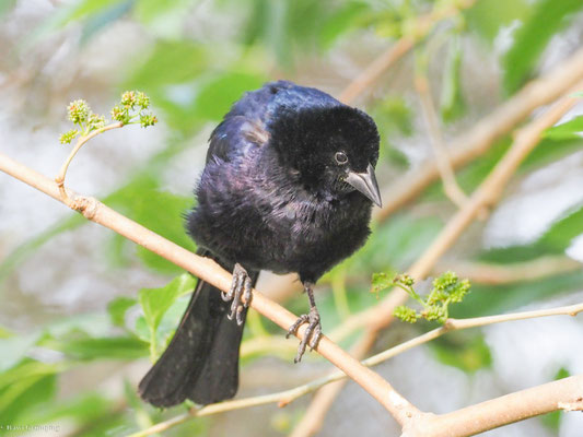 GLANZKUHSTÄRLING, SHINY COWBIRD - MOLOTHRUS BONARIENSIS