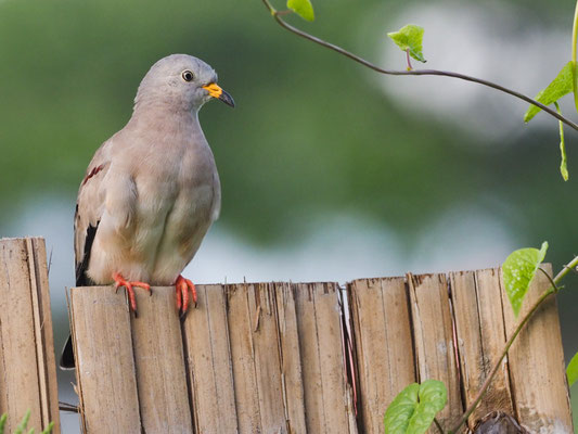 PERUTÄUBCHEN, CROAKING GROUND-DOVE - COLUMBINA CRUZIANA