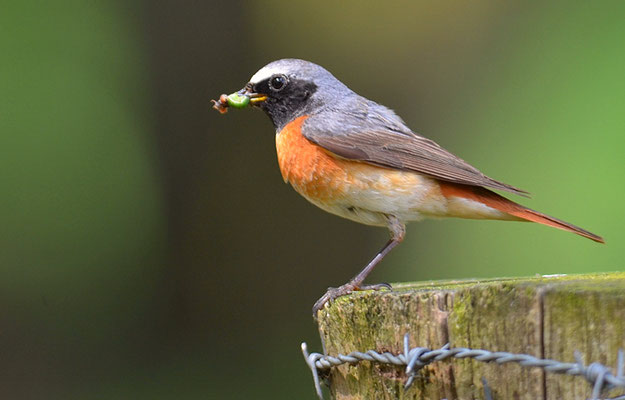 GARTENROTSCHWANZ, COMMON REDSTART, PHOENICURUS PHOENICURUS