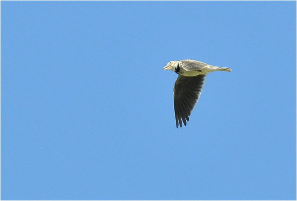 KALANDERLERCHE, CALANDRA LARK, MELANOCORYPHA CALANDRA