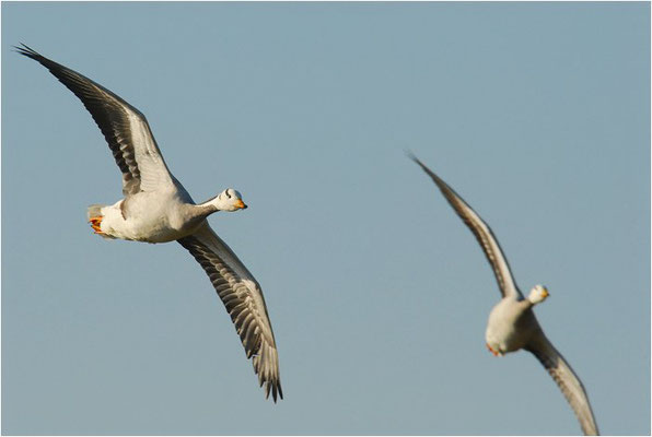 STREIFENGANS, BAR-HEADED GOOSE, ANSER INDICUS