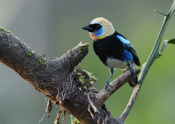 PUPURMASKENTANGARE, GOLDEN-HOODED TANAGER, TANGARA LARVATA
