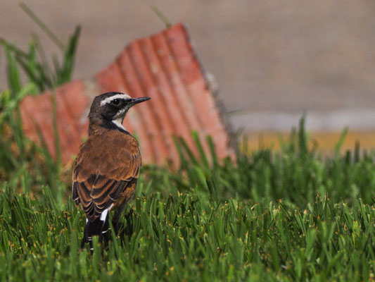 ERDSCHMÄTZER, CAPPED WHEATEAR, OENANTHE PILEATA