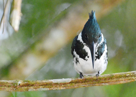 AMAZONASFISCHER, AMAZON KINGFISHER, CHLOROCERYLE AMAZONA