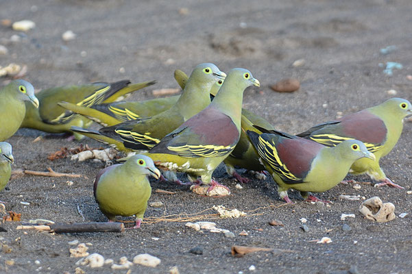GRAUMASKENTAUBE, GREY-CHEEKED GREEN PIGEON, TRERON GRISEICAUDA