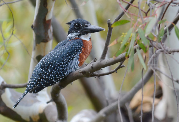 RIESENEISVOGEL, GIANT KINGFISHER, MEGACERYLE MAXIMUS