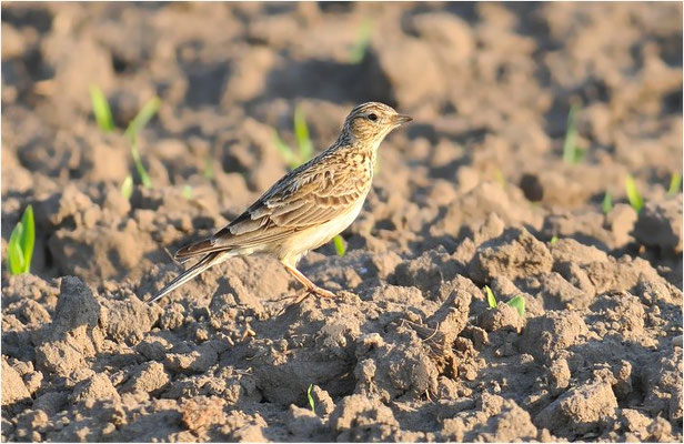 FELDLERCHE, SKYLARK, ALAUDA ARVENSIS