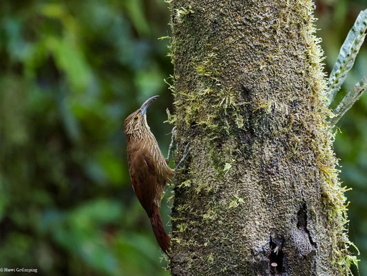 STARKSCHNABEL-BAUMSTEIGER, STRONG-BILLED WOODCREEPER - XIPHOCOLAPTES  PROMEROPIRHYNCHUS