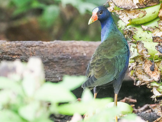 Zwergsultanshuhn, Purple Gallinule - Porphyrio martinicus