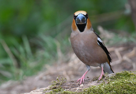 KERNBEISSER, HAWFINCH, COCCOTHRAUSTES  COCCOTHRAUSTES