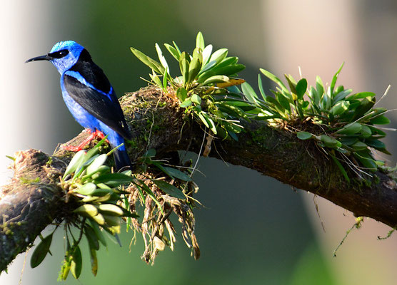 TÜRKISNASCHVOGEL, RED-LEGGED HONEYCREEPER, CYANERPES CYANEUS