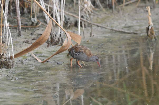 WASSERRALLE, WATER RAIL, RALLUS AQUATICUS